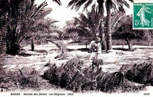 Biskra - Recolte des Dattes - 1912